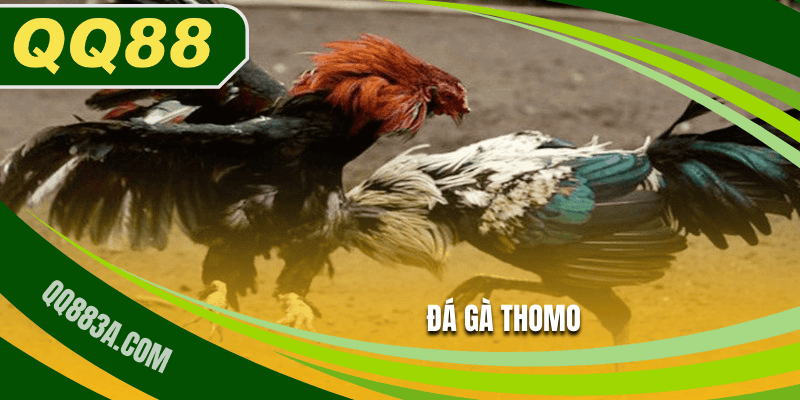Đá gà thomo