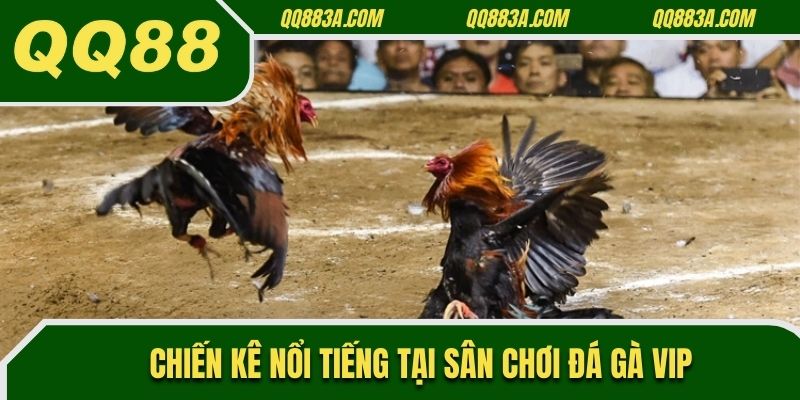 Chiến kê nổi tiếng tại sân chơi đá gà VIP